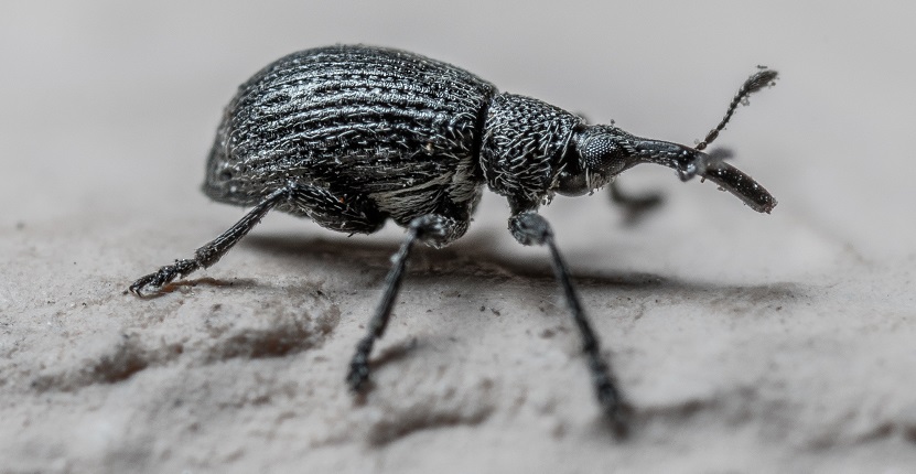 How to Get Rid of Granary Weevils in 4 Easy Steps, DIY Granary Weevil  Control Products