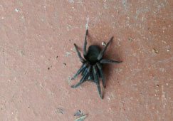 Mouse Spider Removal in Melbourne