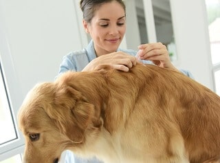 Flea prevention treatment to dog
