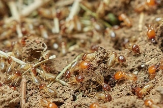 Melbourne Termite Treatment