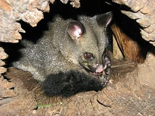 Possums Removal in Melbourne