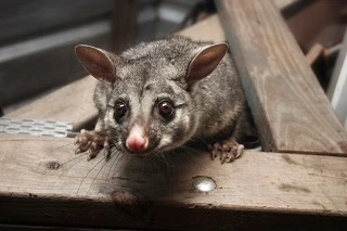 Get rid of possums in roof