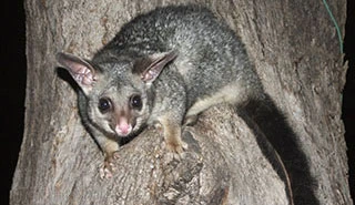 Possums Control in Melbourne