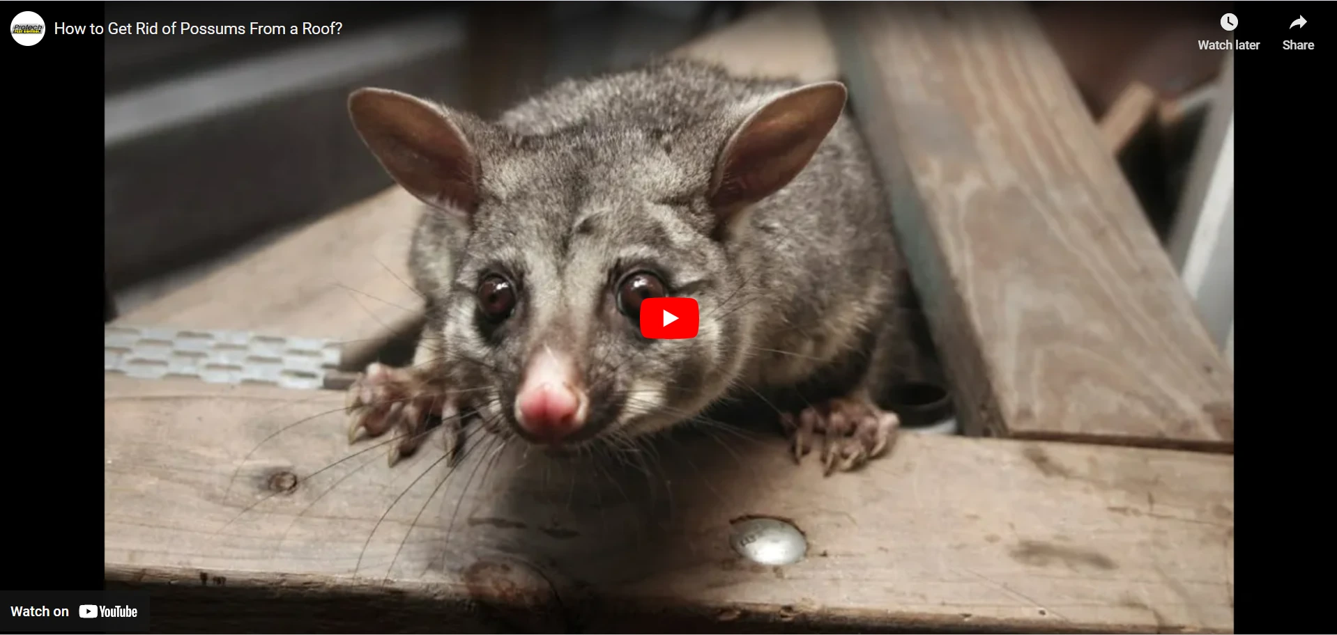 How to Get Rid of Possums From a Roof?