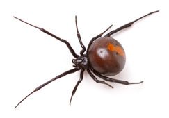 Get rid of redback spiders