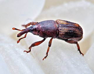 How to kill weevils without use of chemicals 