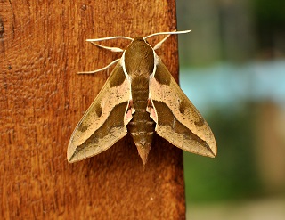 3 Tips for Preventing Moths - Bug House Pest Control