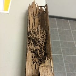 Termite Damage Wood