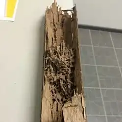 Termite Damage Wood