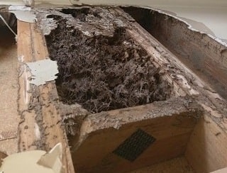 Termite Dusting