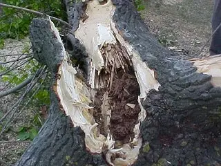 Termite Nests Destruction