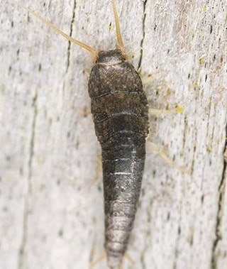 Silverfish