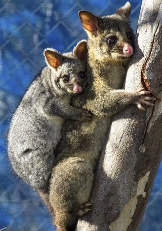 Baby Possum and Mother