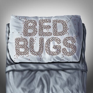 bed bug pest control