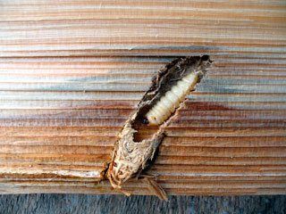 black spruce borer on wood