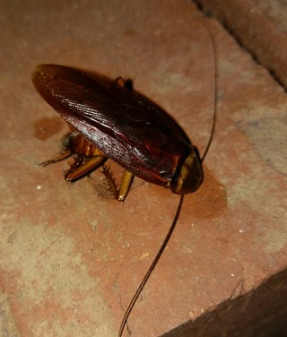 Cockroach control
