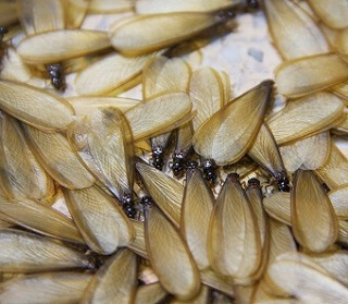 Damage by Flying Termites