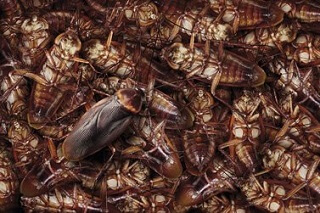 Dead cockroaches