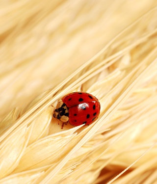 Ladybug