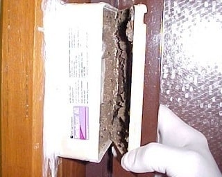 sentricon bait stations