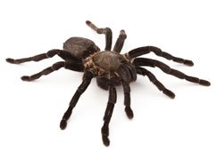 Tarantula or Whistling Spiders