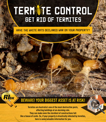 Get Rid of Termites