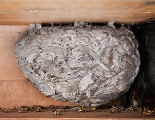 Wasp Nest